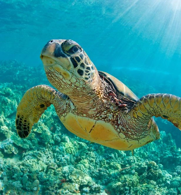 Green Sea Turtle Saint Vincent and the Grenadines