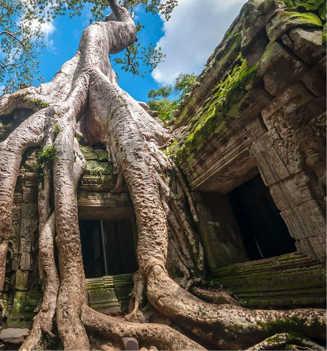 Ta Prohm Temple Cambodia