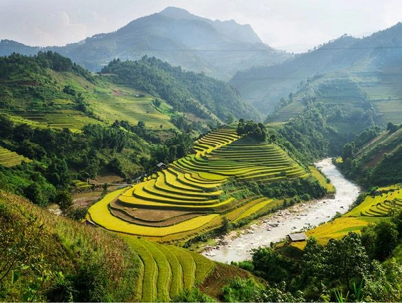 the lush green rolling terraced rice fields in between mountains in Vietnam