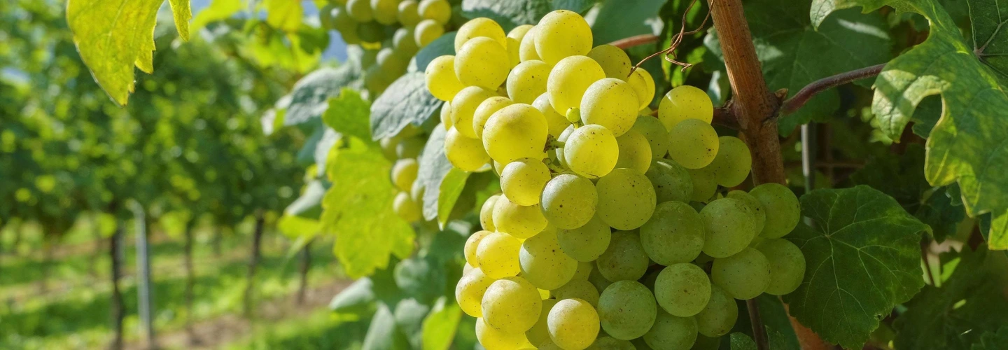 Riesling Wine Grapes