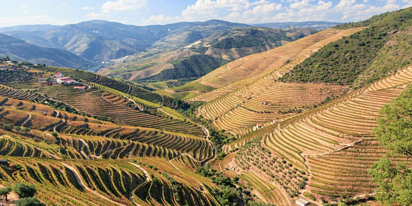 Douro valley vineyards