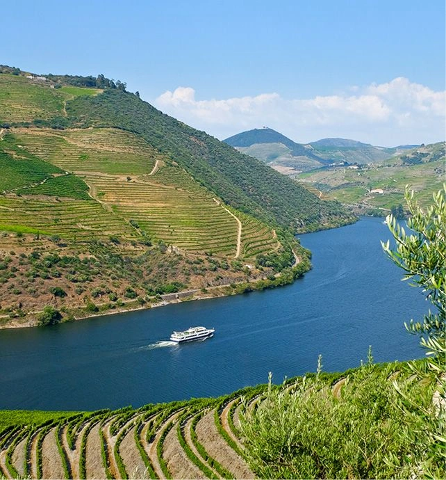 Douro Valley Vineyard Portugal
