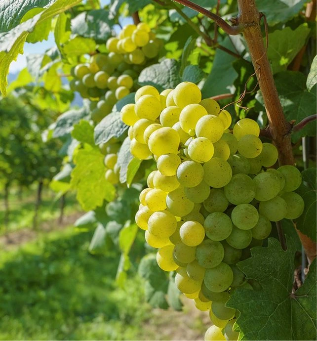 Riesling Wine Grapes