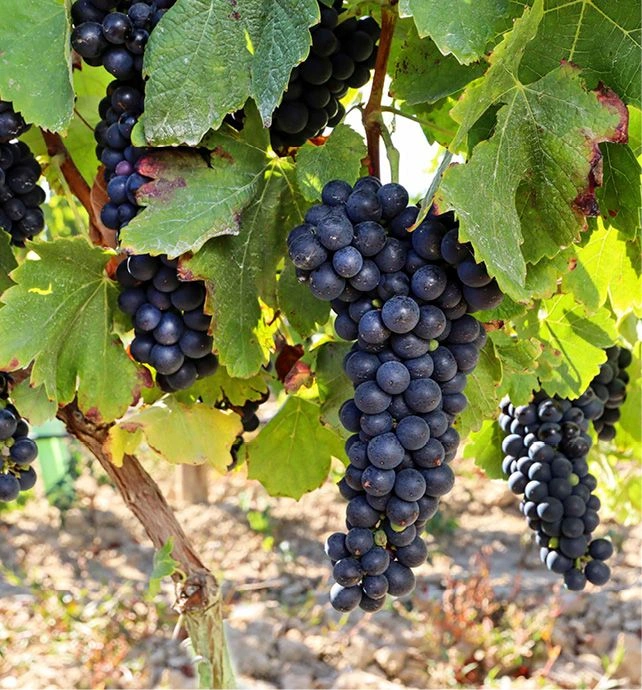 Ripe red wine grapes Vineyard Europe