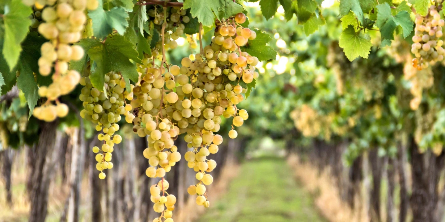 Vineyard grapes