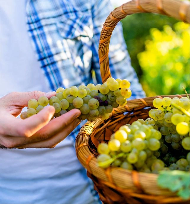 Farmers handpicking grapes