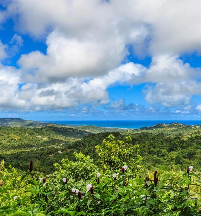 Flower Forest Barbados