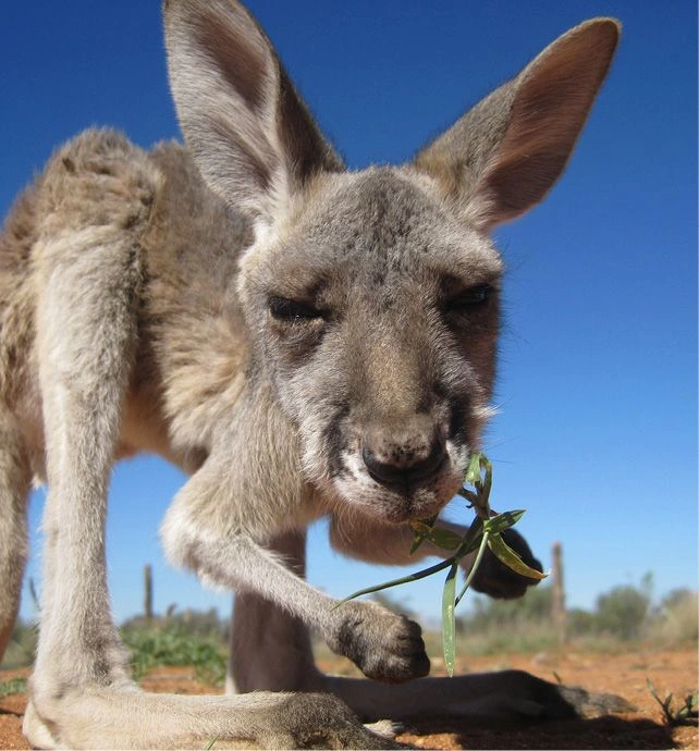 Kangaroo
