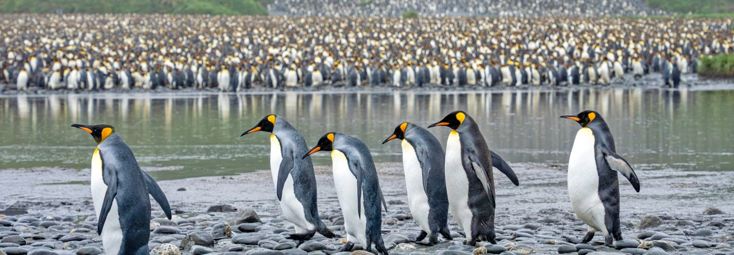 King penguin - Salisbury Plain