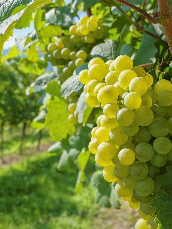 Grapes growing in vineyards