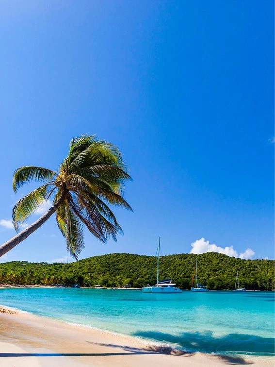 A palm tree on a white sandy beach with blue waters in the Caribbean