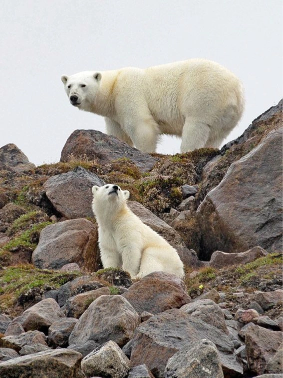 Baby Polar bear and its mother exploring a rocky ridge and looking our to the distance.