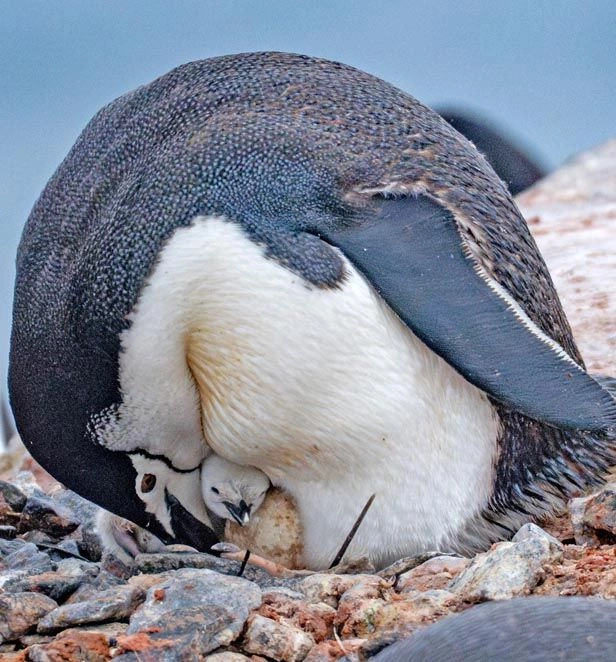 Palaver Point Chinstrap Penguins