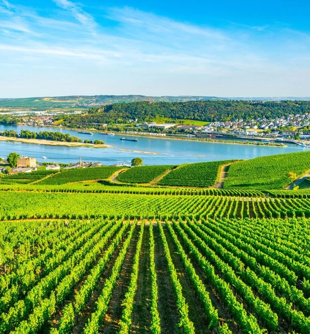 Vineyards in Rüdesheim