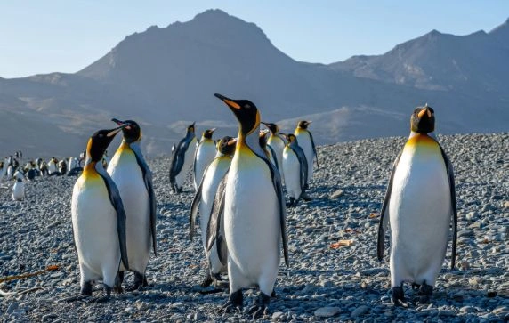 Penguins