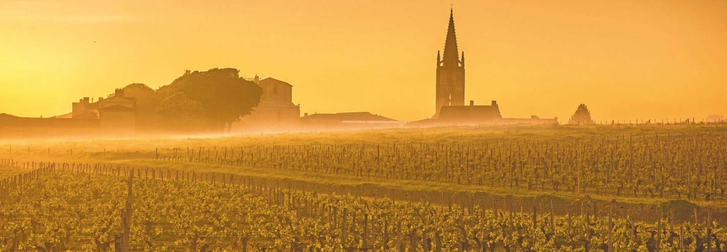 A peaceful vineyard landscape, where each vine tells a story of dedication, soil, and sunshine