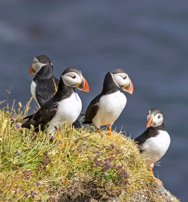 Puffins, Aberdeen