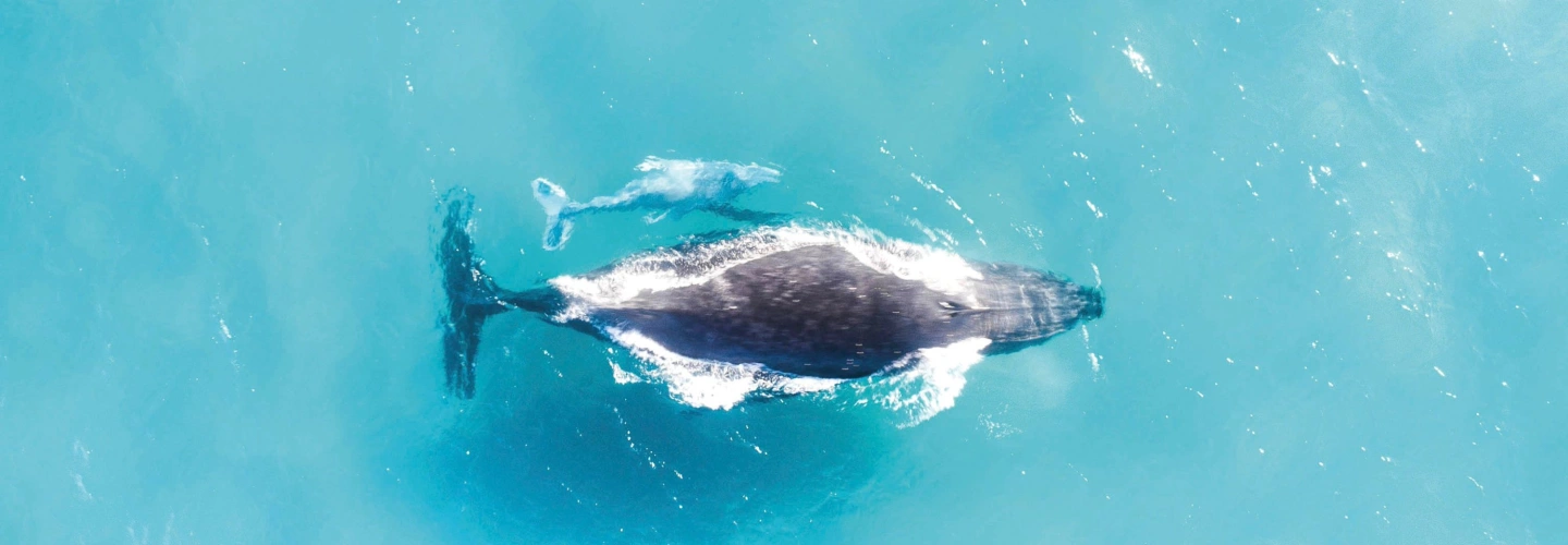 Humpback Whale and calf