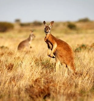 Kangaroo