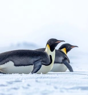 Emperor penguins lying on the Antarctic ice