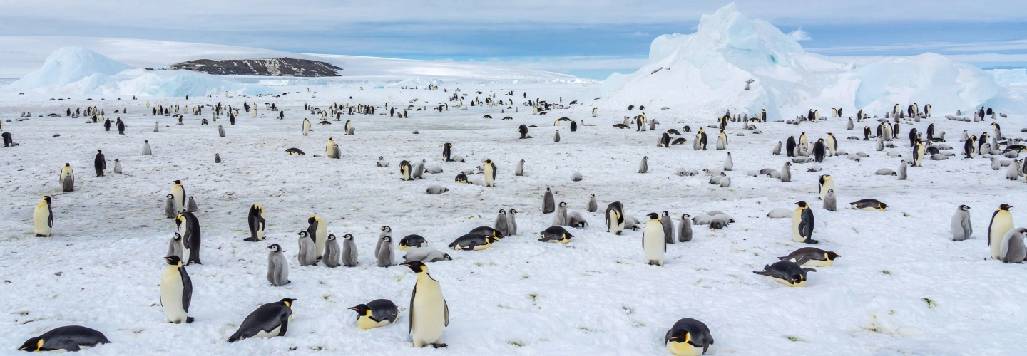 Excursion Emperor Penguin