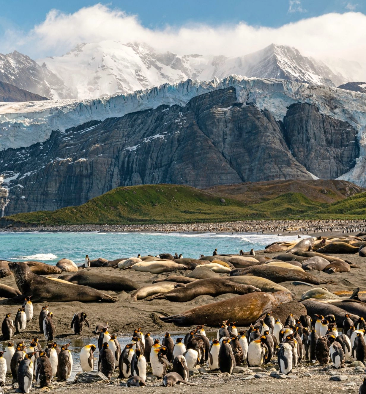 A South Georgia harbour shows a bed of seals and penguins stood aside snowy moutains and a body of water.