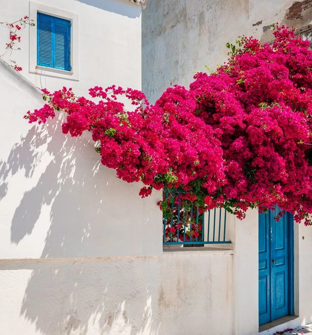 Bougainvillea