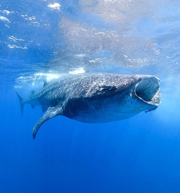 Whale Sharks