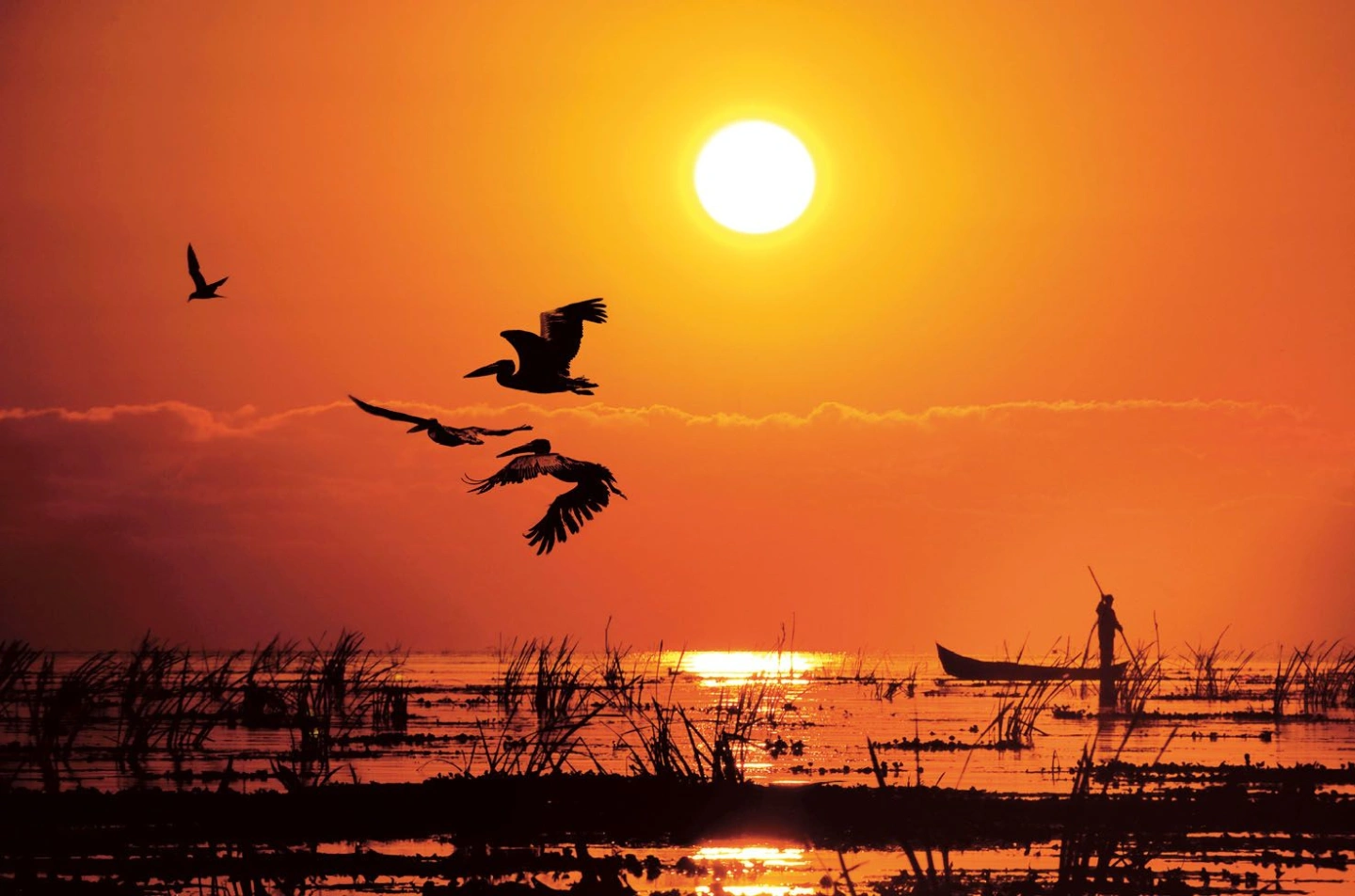 Pelicans flying over the Danube Delta in Romania at sunset. 