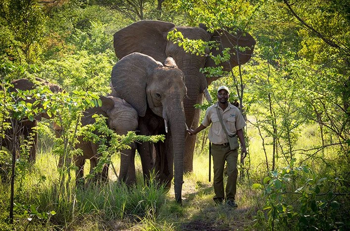 wild-horizons-elephant-sanctuary-zimbabwe