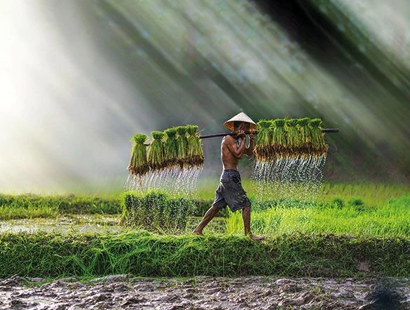 Vietnamese Farmer