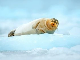 Glaciers and Wildlife of Svalbard