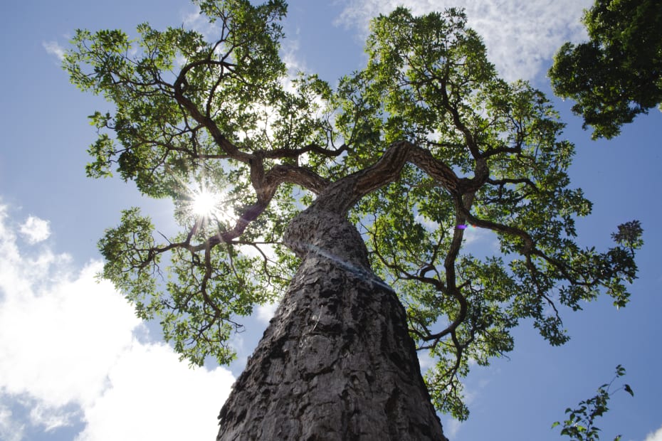 sunlight filtering through tree canopy