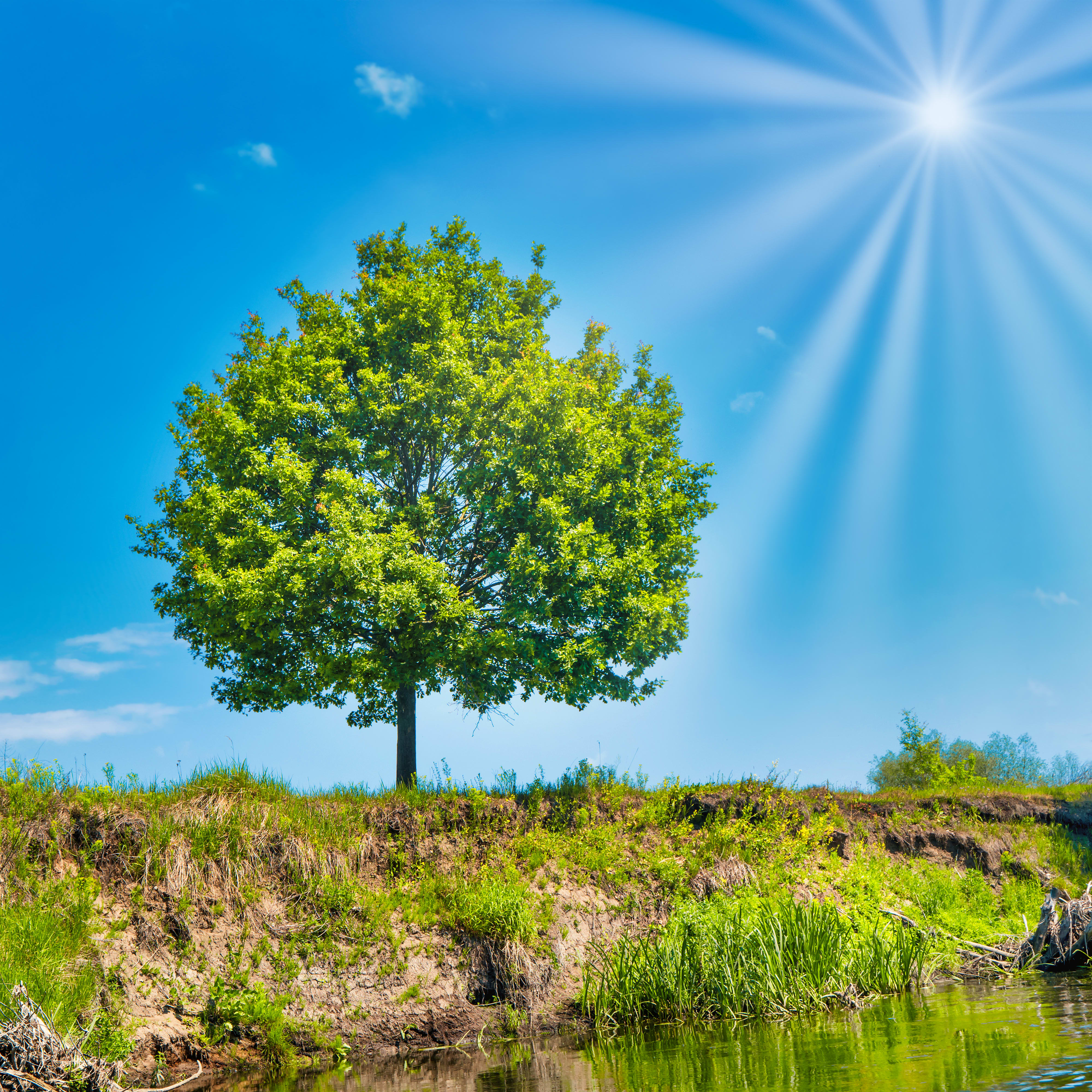 sunlight through a green tree on a cliff