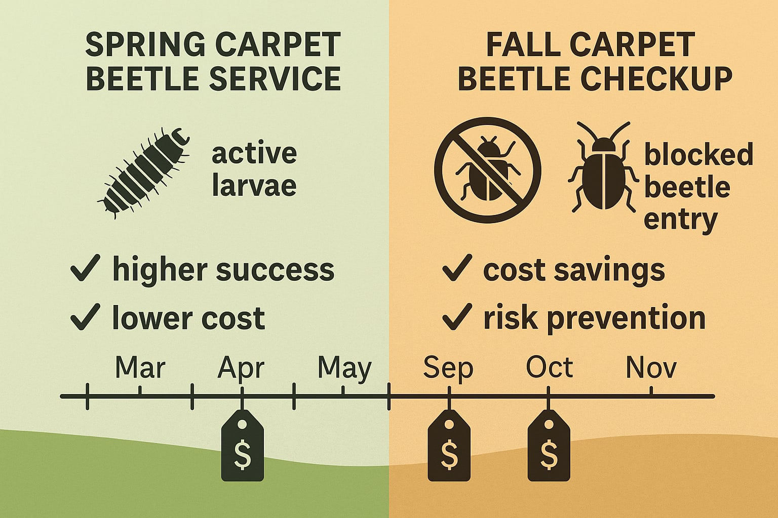 Timing Is Everything for Carpet Beetle Control in Roswell