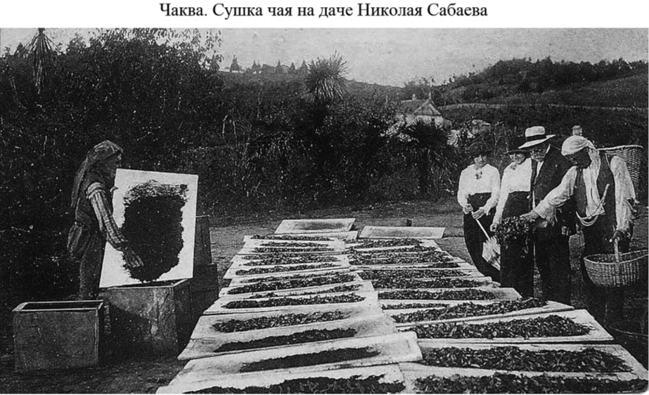 Чакви. Сушка чая на даче Николая Сабаева