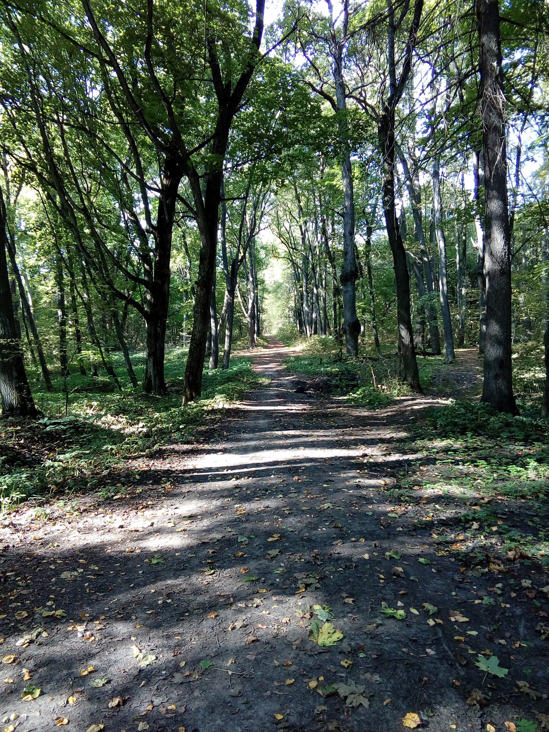 аллея среди лип