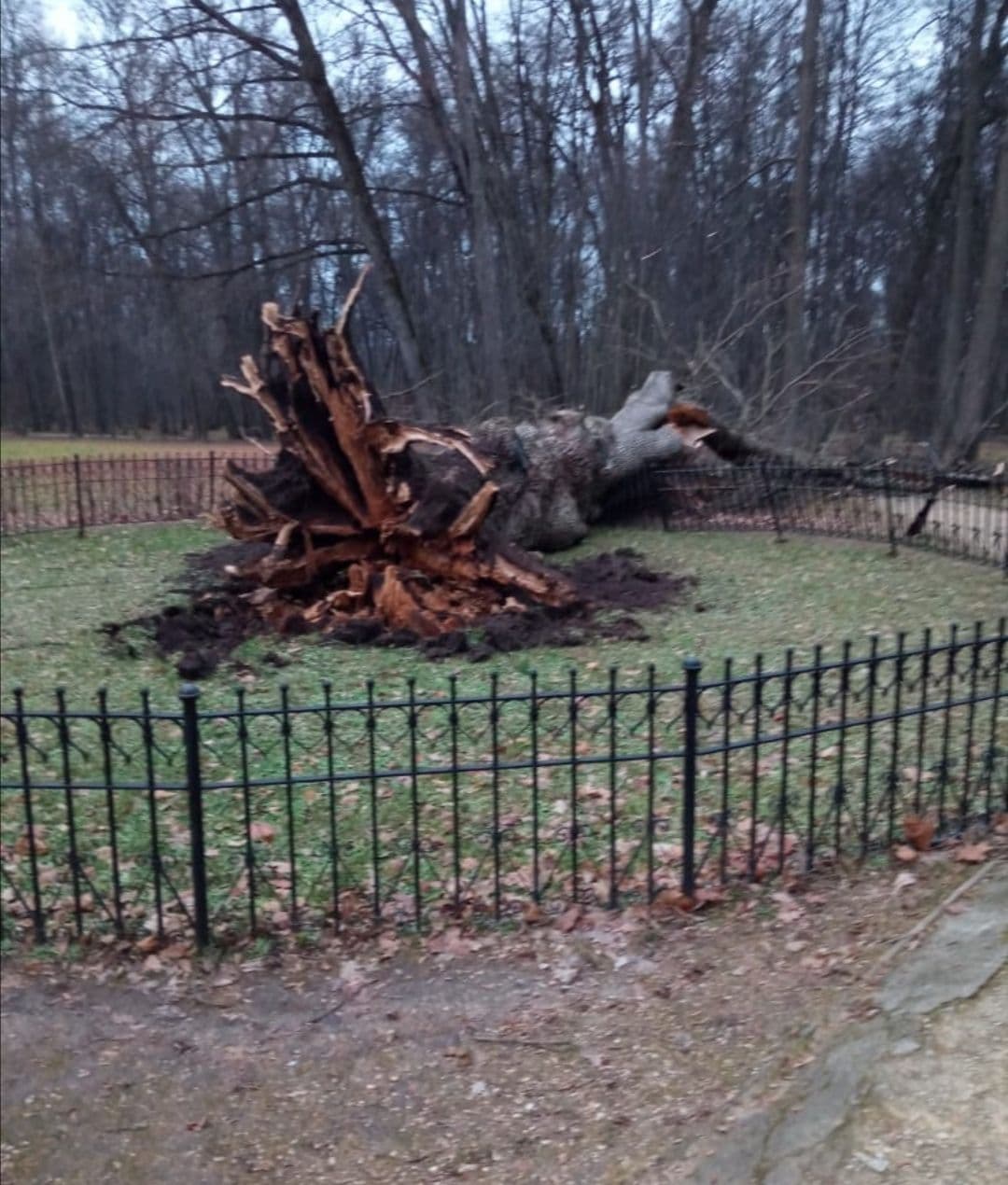 упавший старый дуб