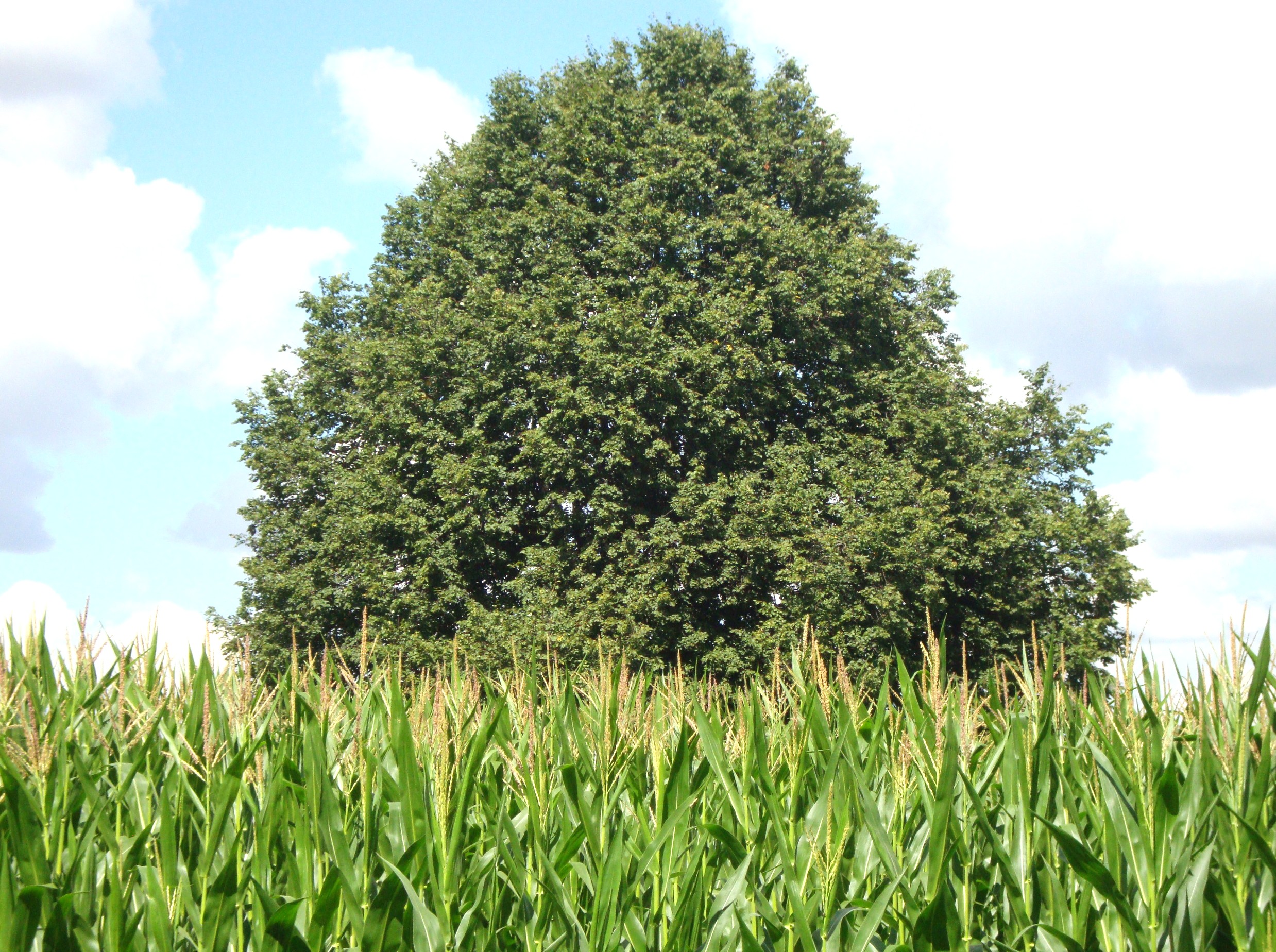 липа за полем