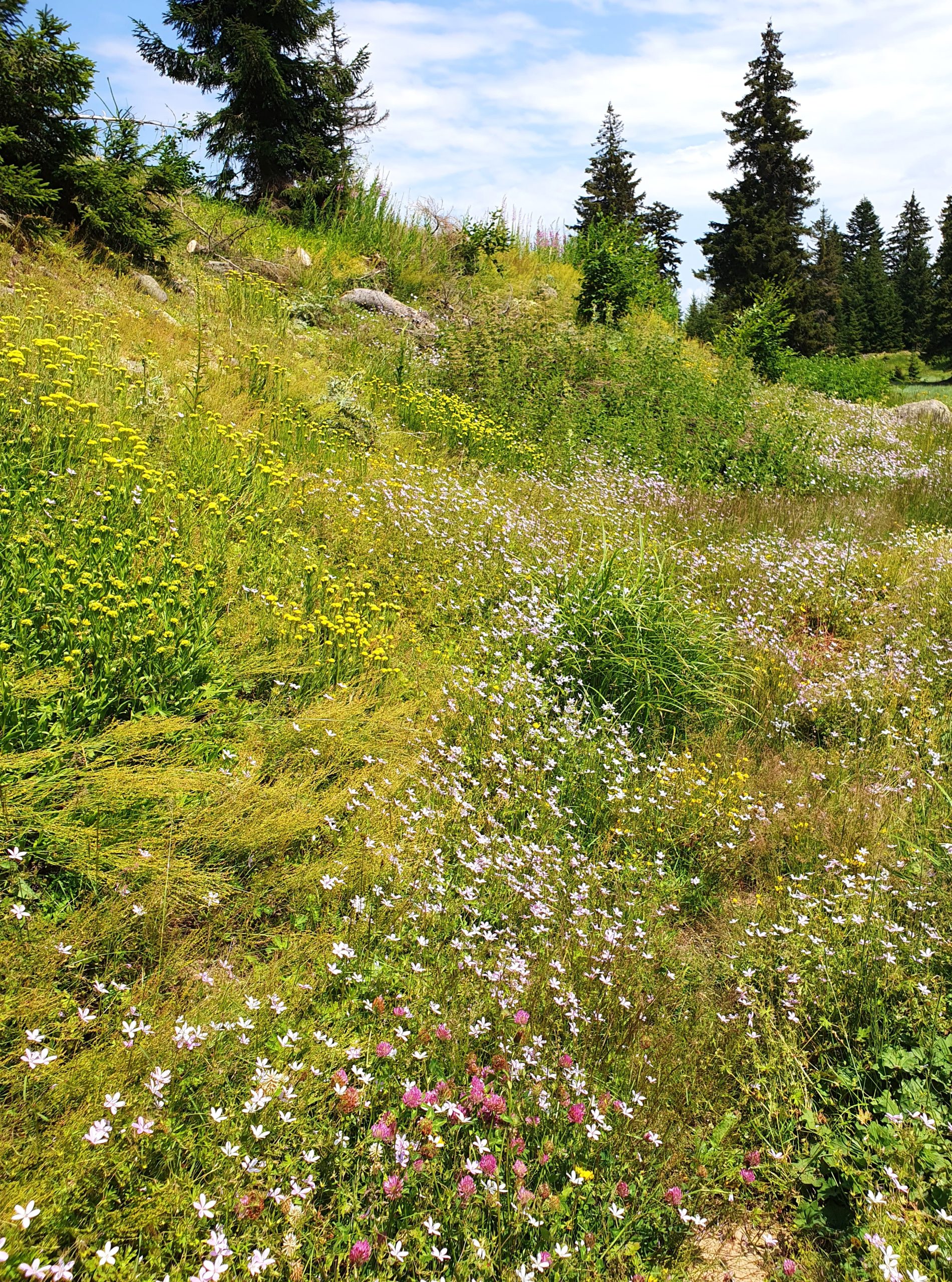 цветы и растение в саду»