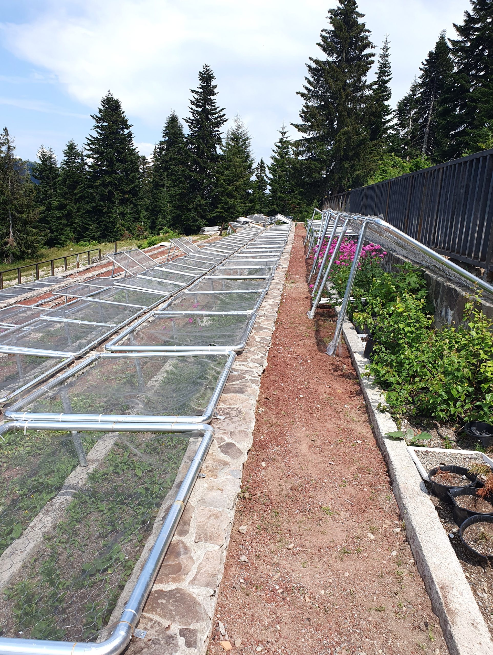 теплицы с растениями