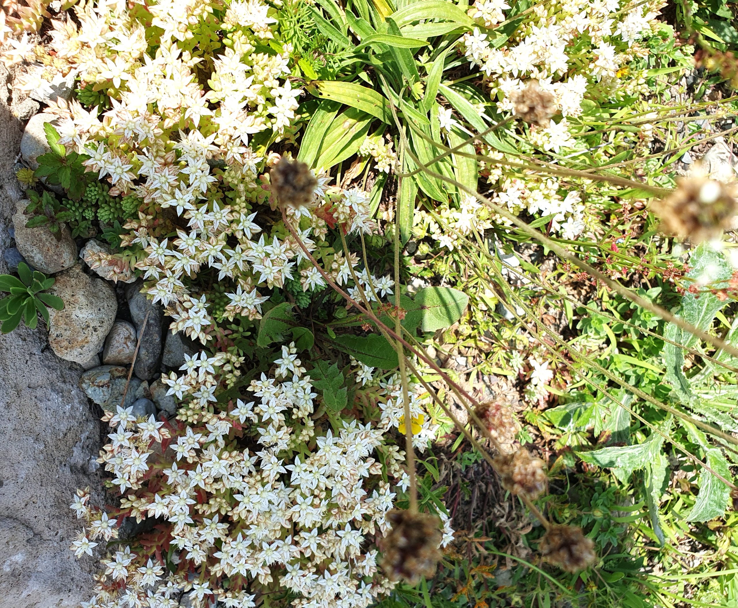 цветы среди камней