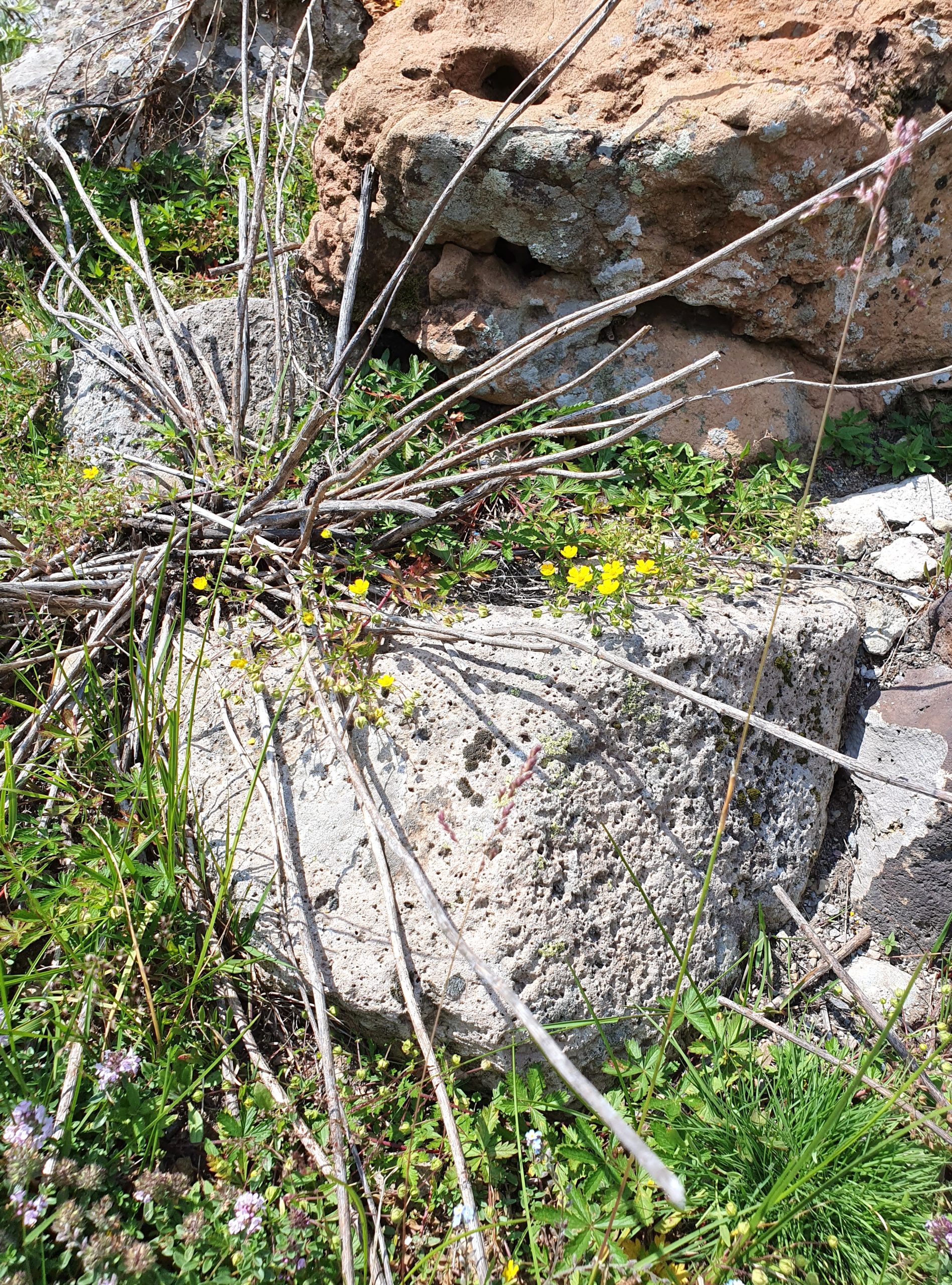 цветы на камнях