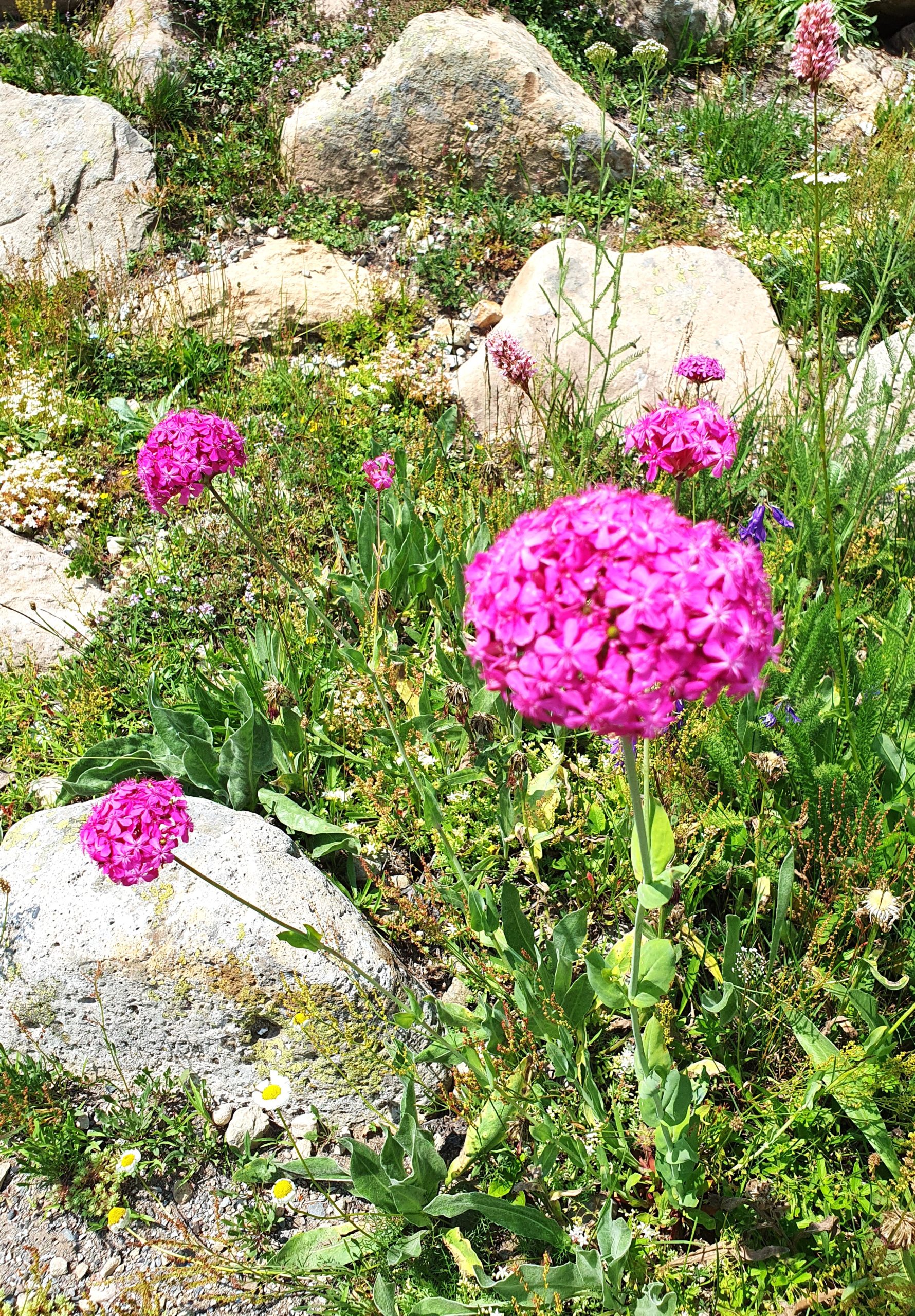 цветы среди камней