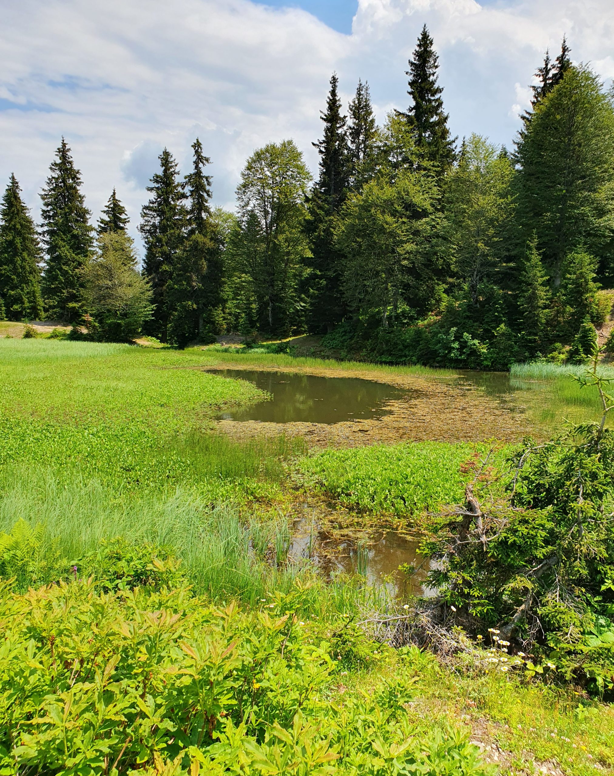 болото и деревья