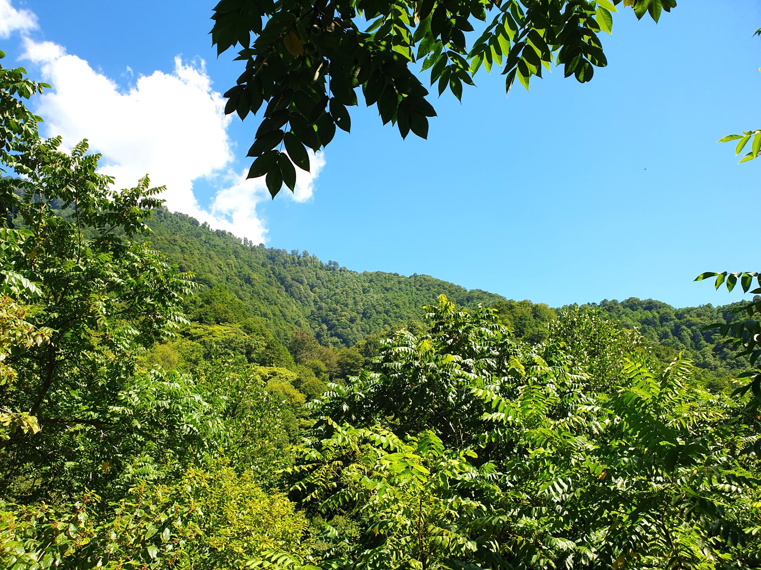 вид на густую растительность парка