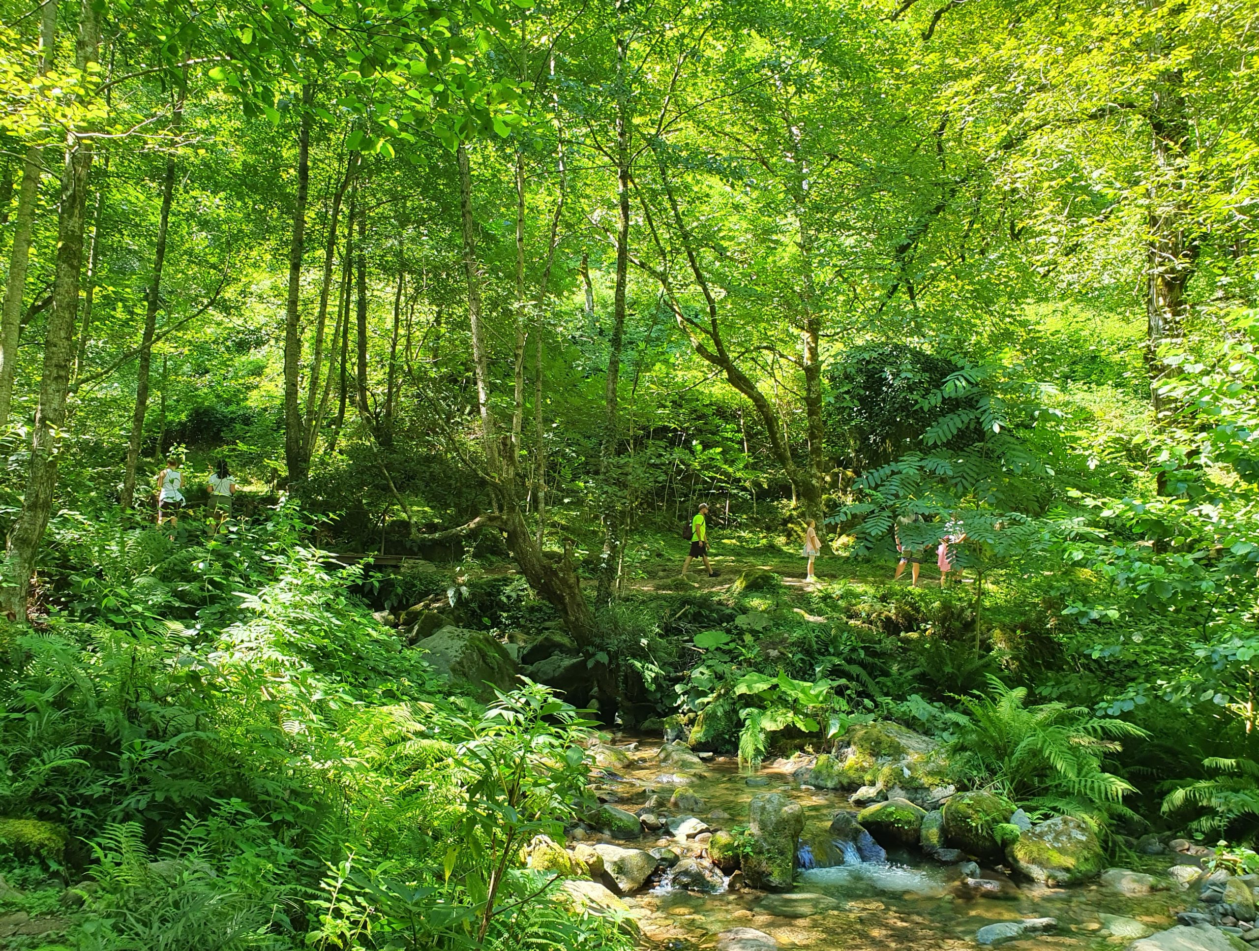 туристы среди растительность парка