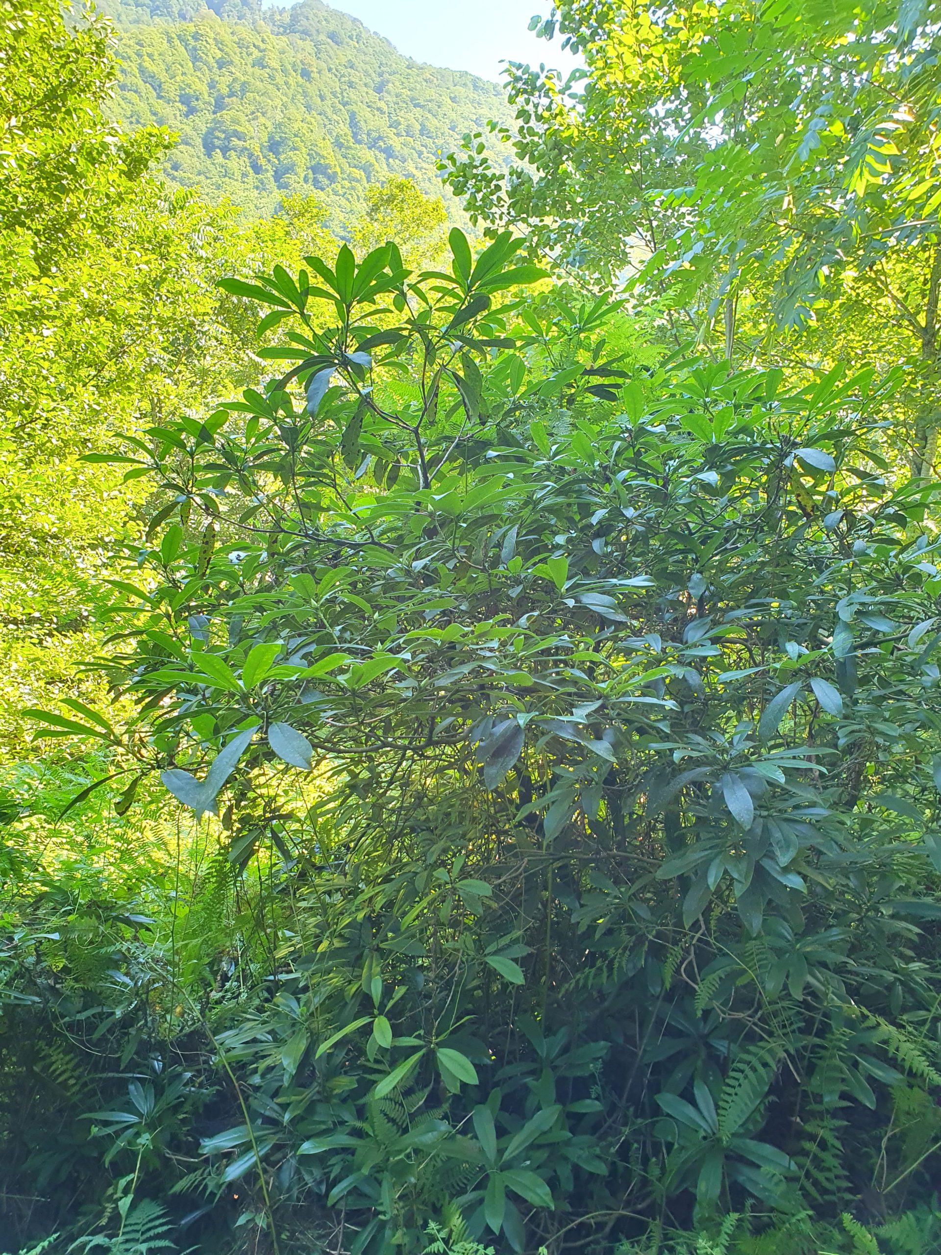 зелёные кусты в парке