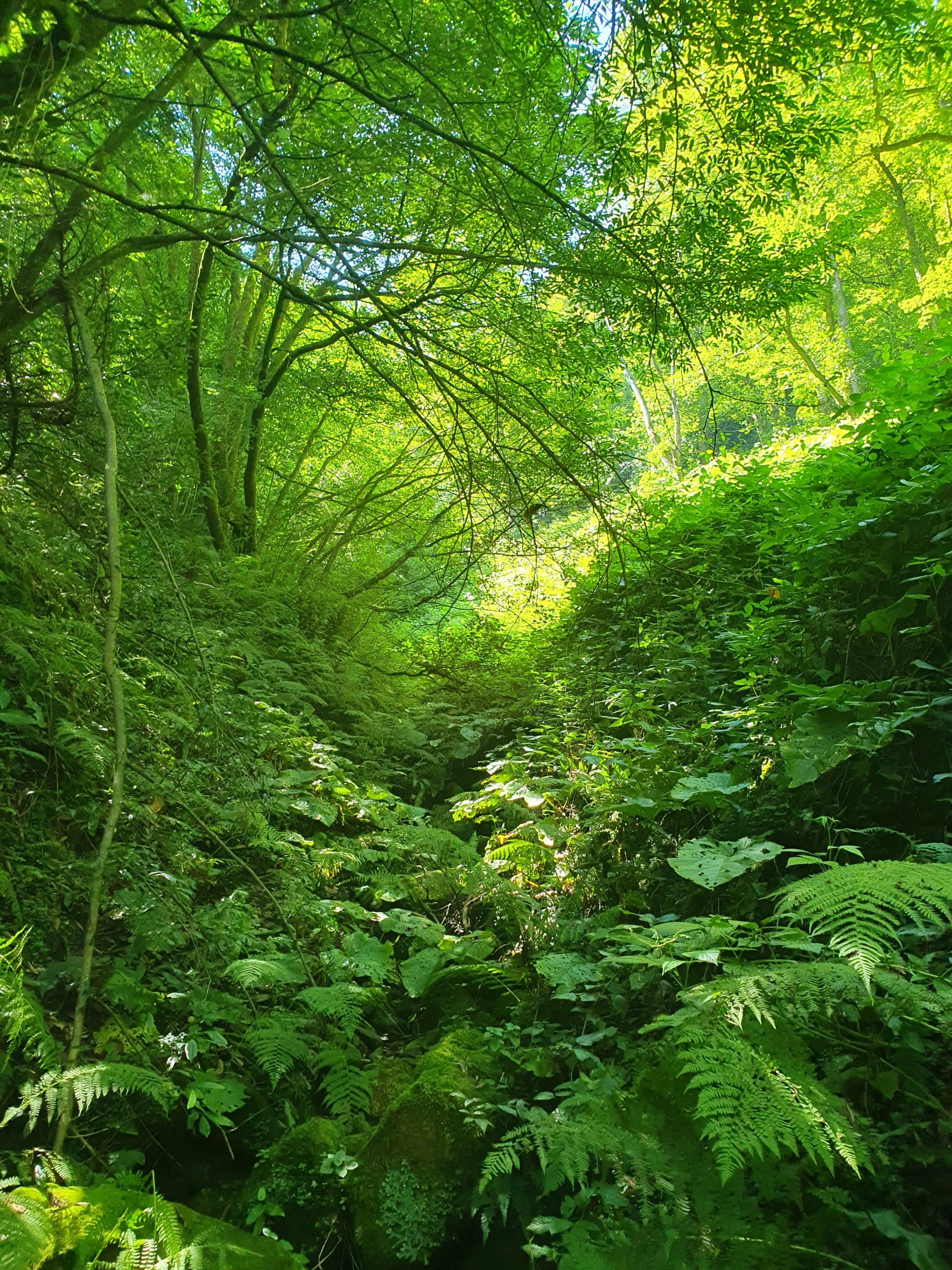 густая растительность покрывает вид в небо