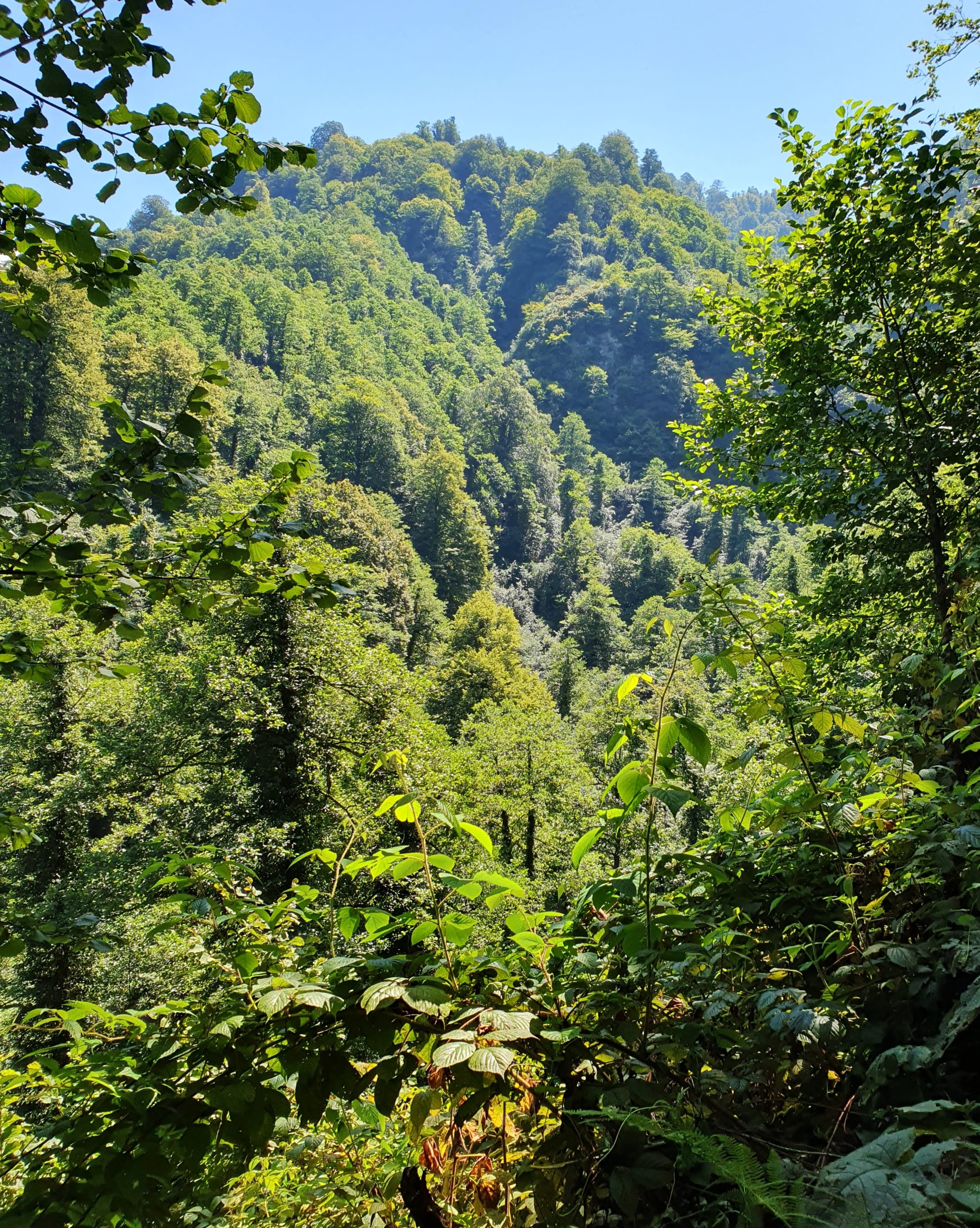 вид на склон покрытый зеленью